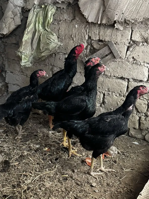 Dakan Kars zot jojala sotiladi — фото 2