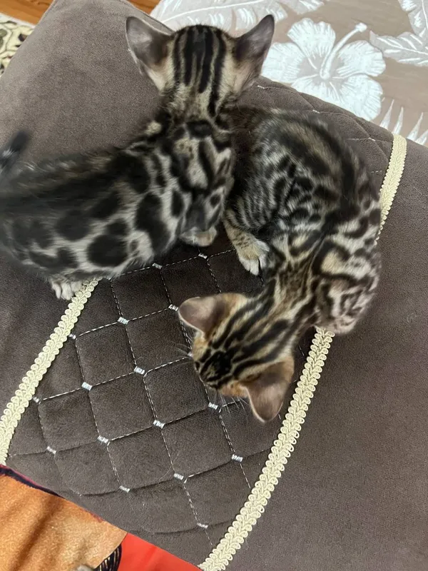 Бенгальский котята — фото 2