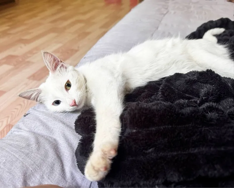 Белая кошка в хорошие руки! 4 Белая кошка в хорошие руки! 4