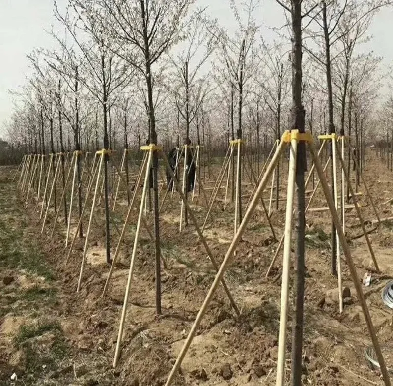 Tirgagich | опора для дерева — фото 3 Tirgagich | опора для дерева — фото 3