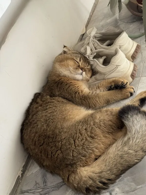 Продаётся котик золотая шиншилла + Scottish Fold 3