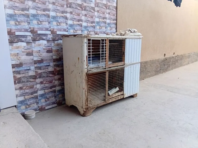 Quyon va tovuq katak 2