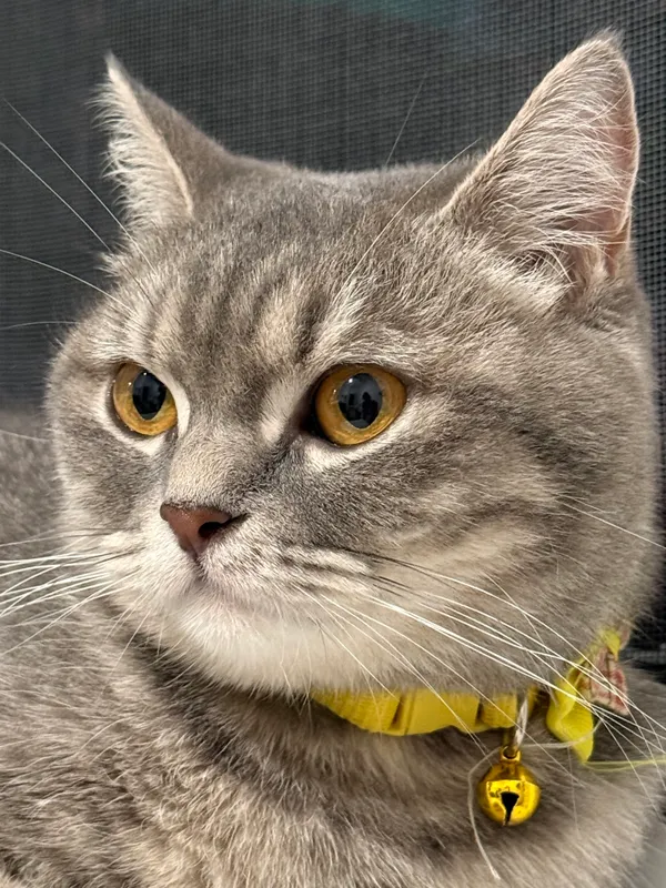 Кошка азиатская Tabby — фото 1
