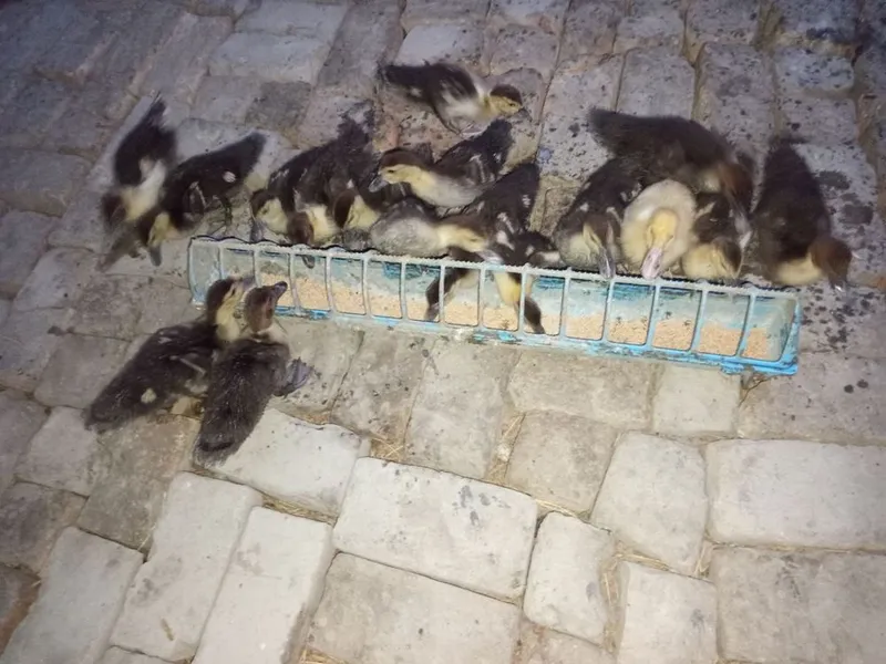Урдак болалари сотилади. 2