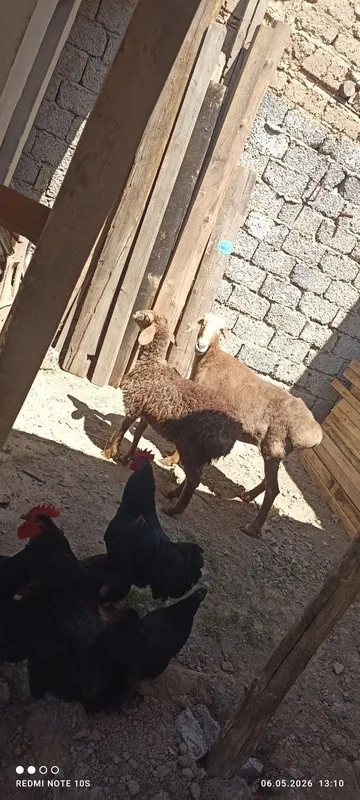 Ona bola qoy sotuda boladi urgochi onasi 6 tish — фото 2