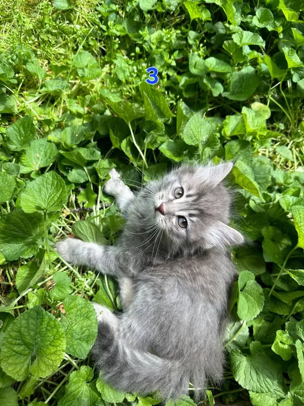 Котёнки 1,5 месячные, мальчики — фото 6
