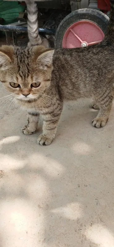 Uy mushuklari parodali 2 Uy mushuklari parodali 2