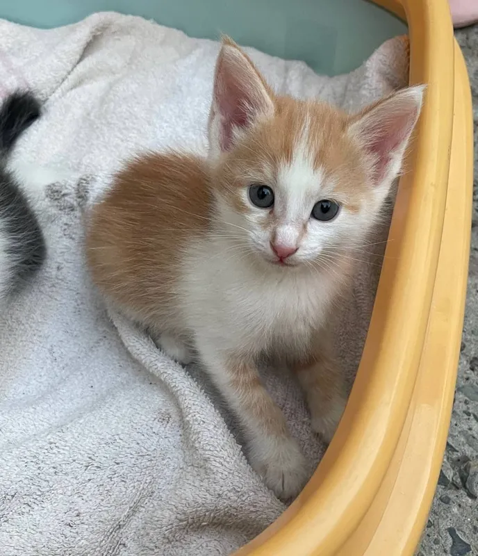 Котята в хорошие руки