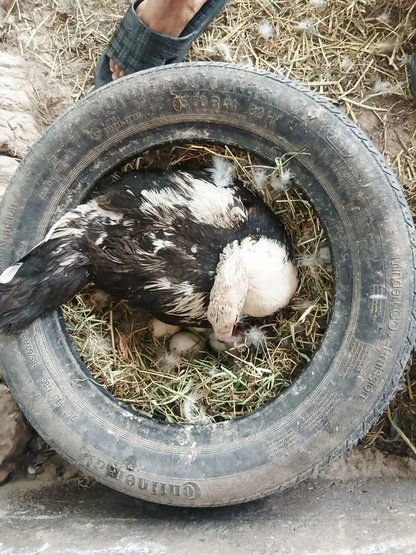 Kurk indiskiy ordak sotlad — фото 4