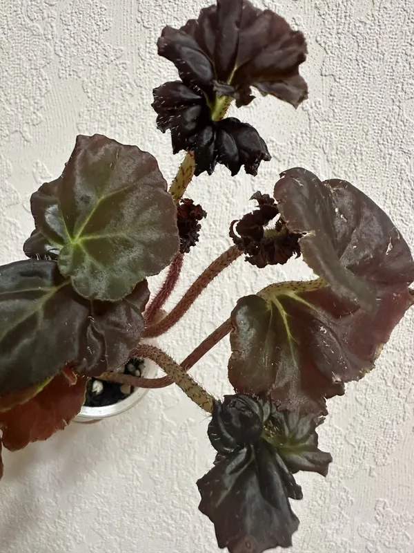 Bordo rangli begoniya 1 Bordo rangli begoniya 1