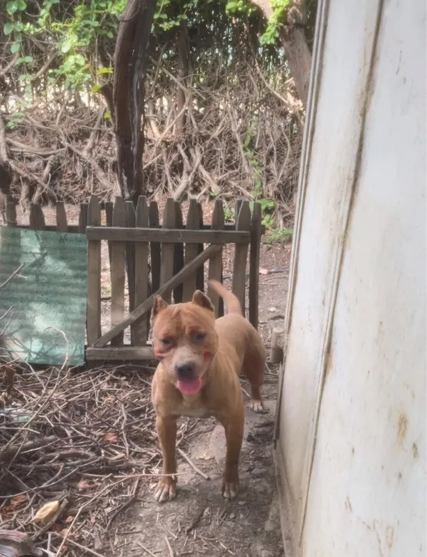 Pitbull мальчик 1,4года — фото 1