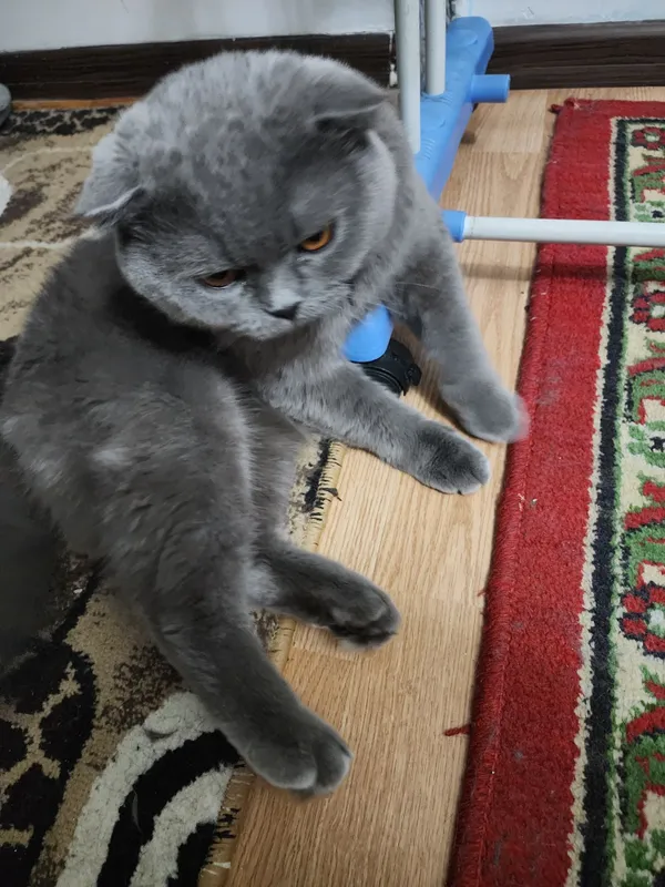Кот на вязку!Мушук эркаги заказга. — фото 1