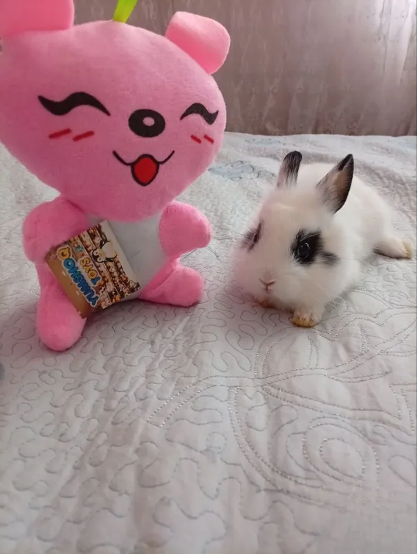 Quyon angora samka 2 Quyon angora samka 2