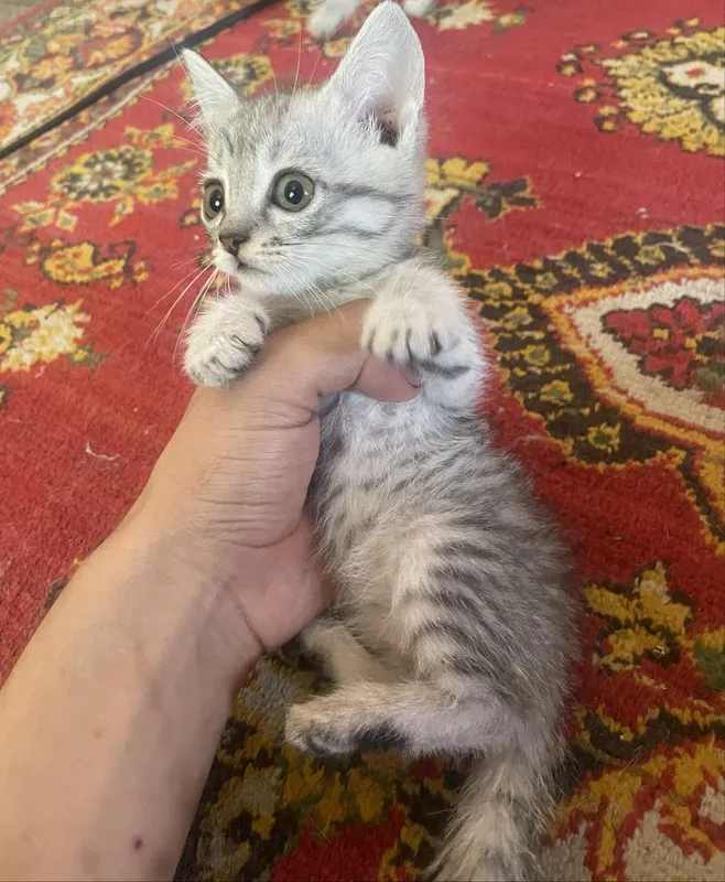 Mushuklar sotiladi 2 Mushuklar sotiladi 2