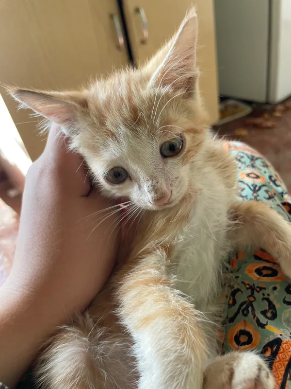 кошка 4 кошка 4