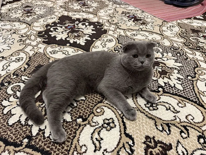 Scottish fold mushuk 1 Scottish fold mushuk 1