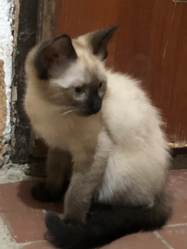 Сиямски кошка 1 Сиямски кошка 1