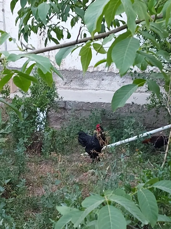 Брама хуроз сотилади