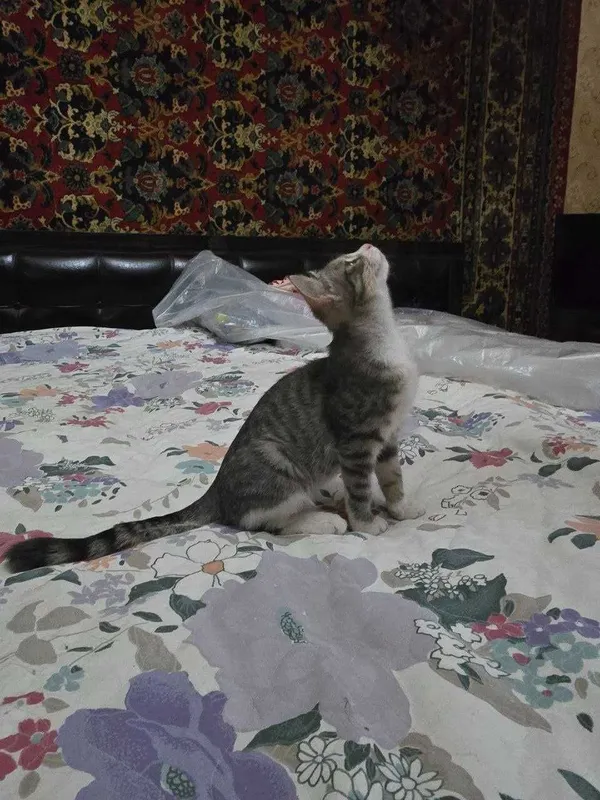 Котёнок, девочка 4 месяца, в добрые руки 3 Котёнок, девочка 4 месяца, в добрые руки 3