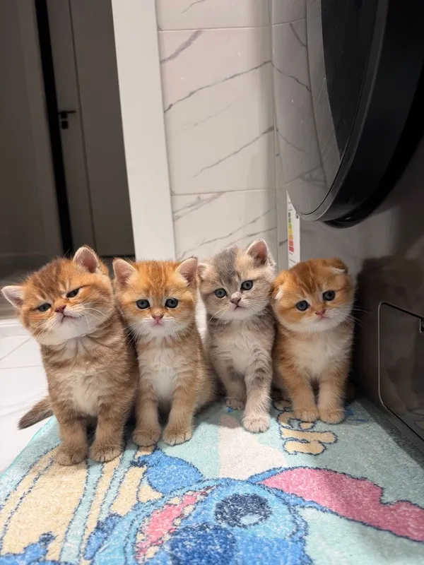 Породистые милые котята — фото 3