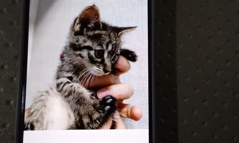 Котёнок 2 месяца 2