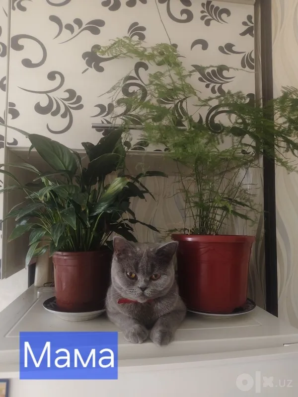 Продаются породистые котята 4 Продаются породистые котята 4