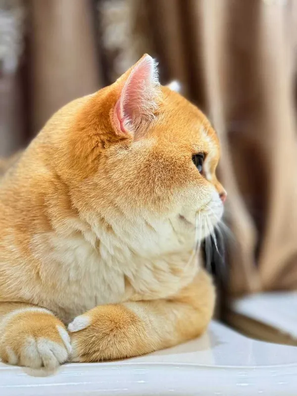 Вязка кошак Mushuk chatishtirish