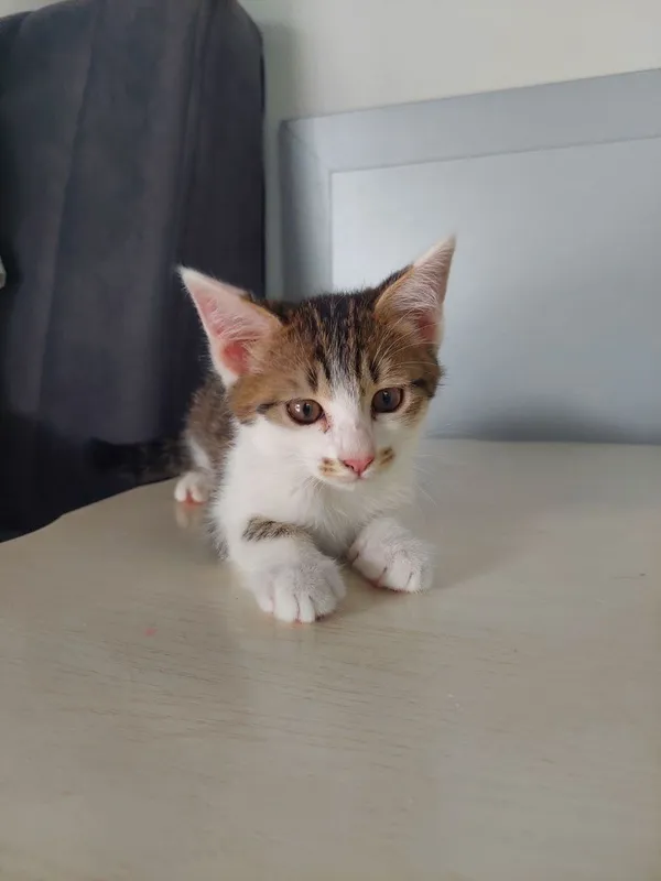 Котенок мальчик 2 месяца — фото 7
