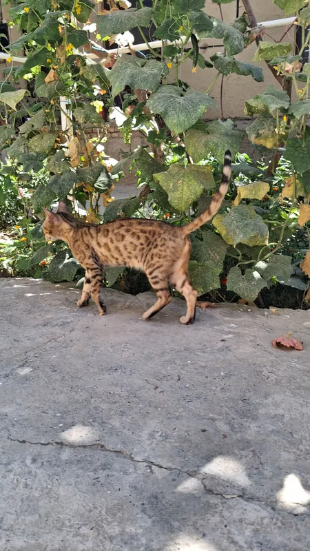 bengal zotli mushuk 3 bengal zotli mushuk 3