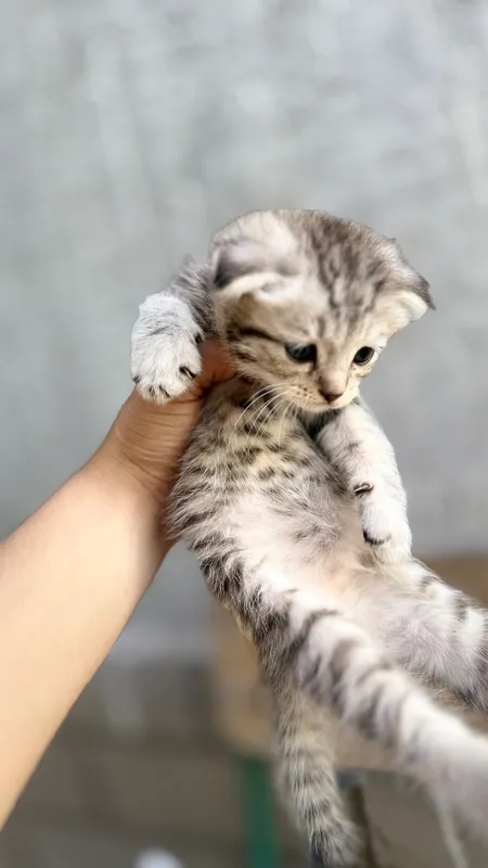 Продаются котята