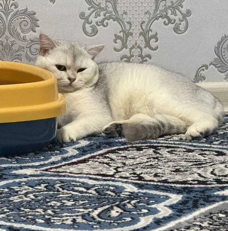 Британский шиншилла Winwilla 1 Британский шиншилла Winwilla 1