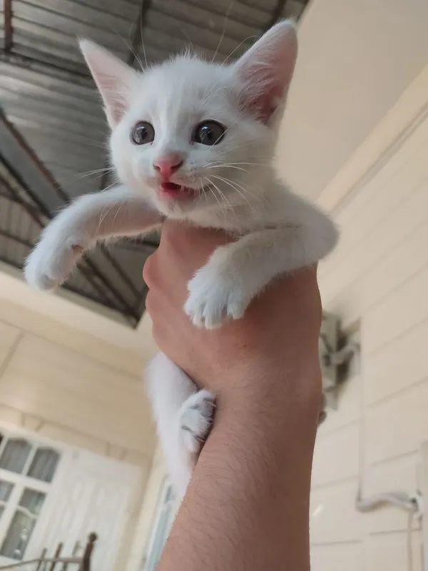 котёнок 3 котёнок 3