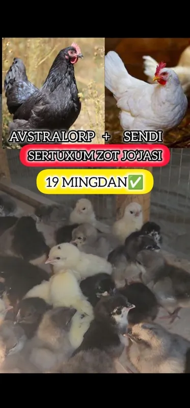 AVSTRALORP VA SENDI ZOTI Qoshilgan JOJALAR Gibrid Австрлалорп ва сенди — фото 7
