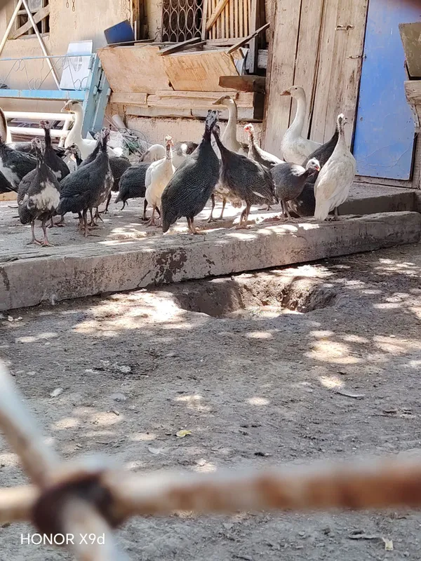 Gozlar va Sisarkalar 1 Gozlar va Sisarkalar 1