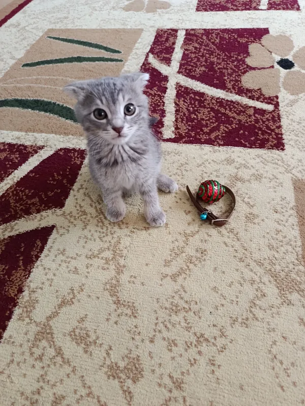 Котёнок скоттиш-фолд 2 Котёнок скоттиш-фолд 2