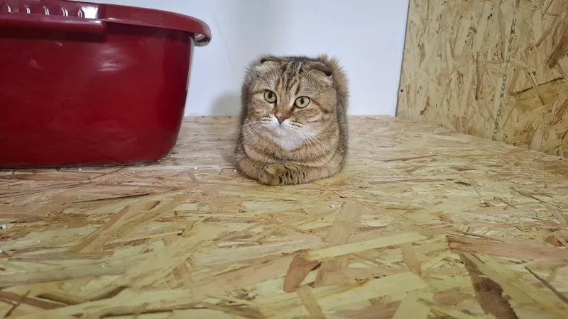 киз бола фолд хомилодор