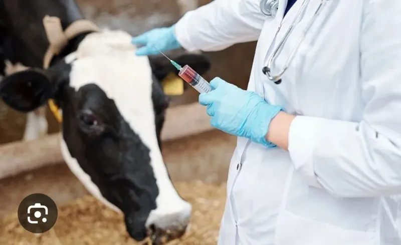 Malakali veterinariya xizmati Ilm shifa-VET 3
