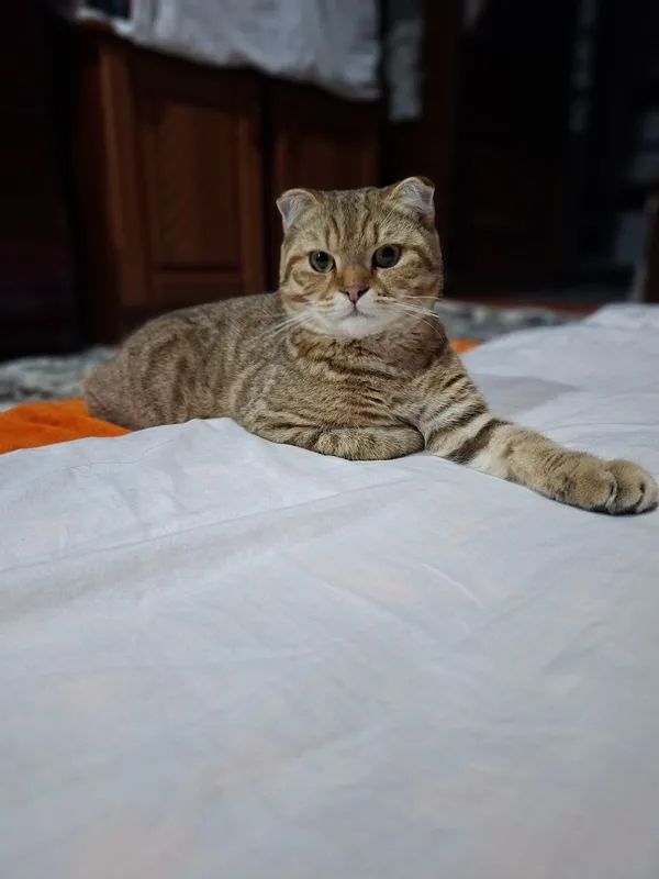 Шотландский страйт наш кот (самец) Шотландский страйт наш кот (самец)