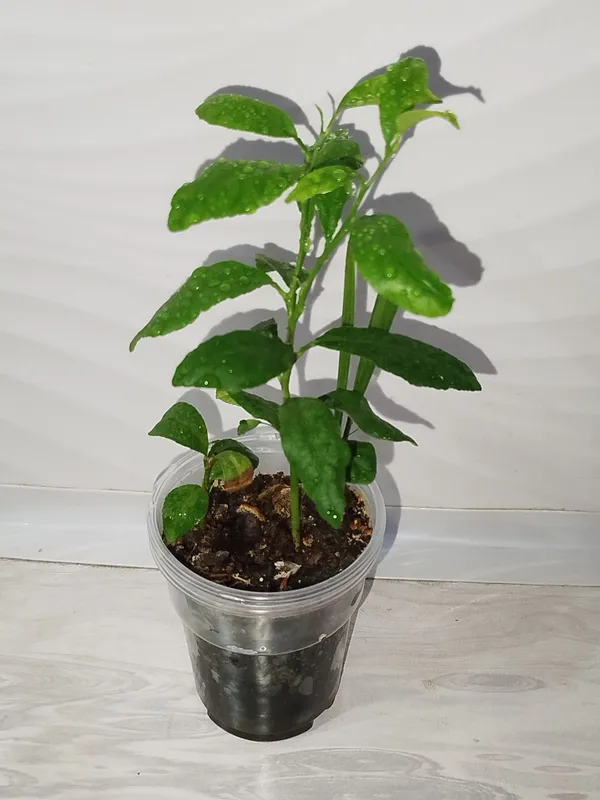 Limon detkasi лимон 3 Limon detkasi лимон 3
