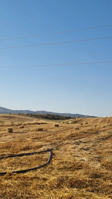 Arpa somon pres sotiladi yaxshi narxda 3