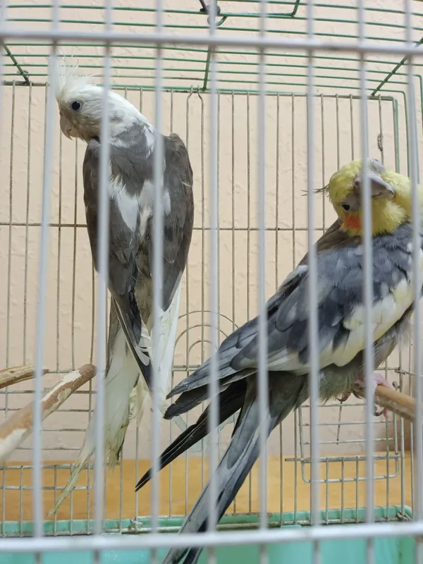 Карелла сотилади 2
