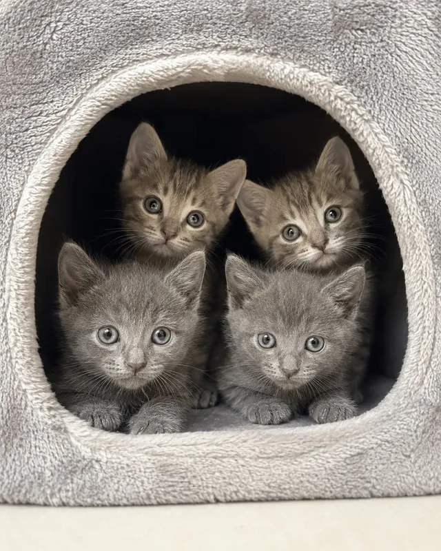 Котята 1 Котята 1