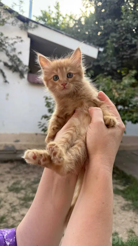 Бесплатно котята мушук 2 Бесплатно котята мушук 2