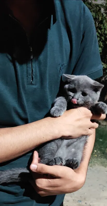 скотиш страйт киз бола 2