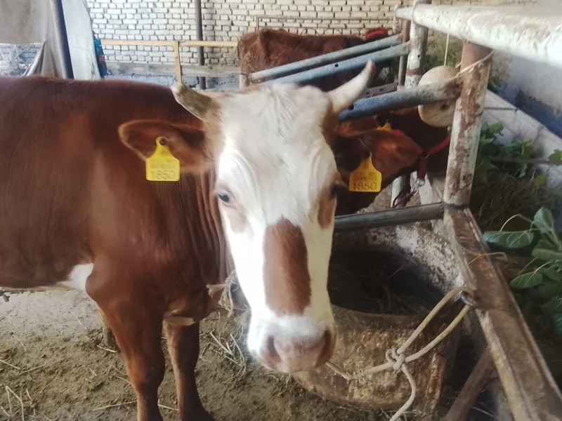 Gʻunojin sotiladi simental