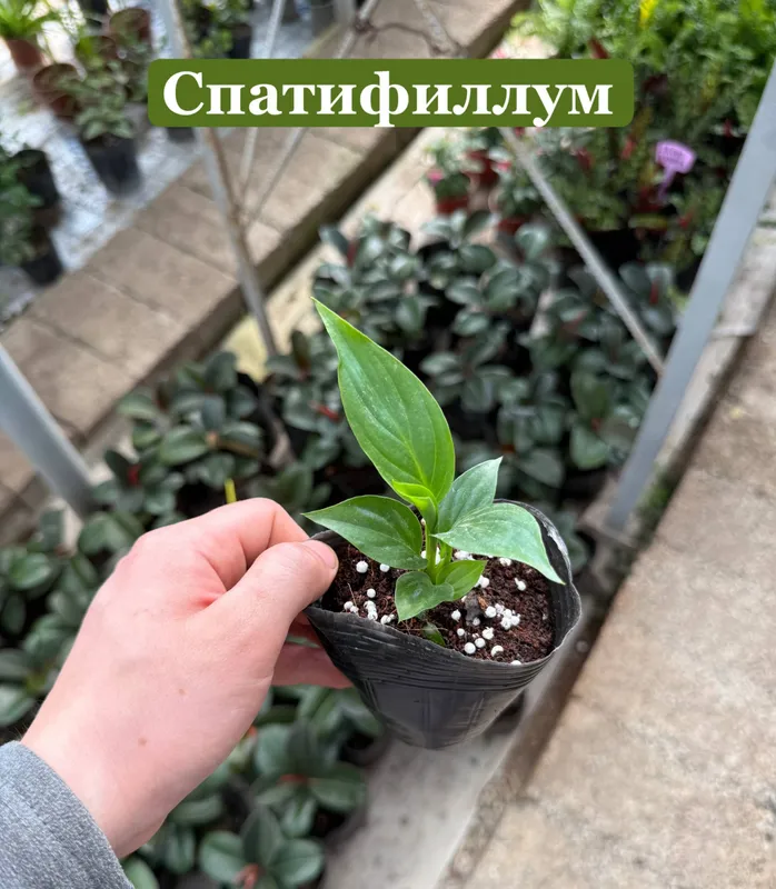 Spathiphyllum