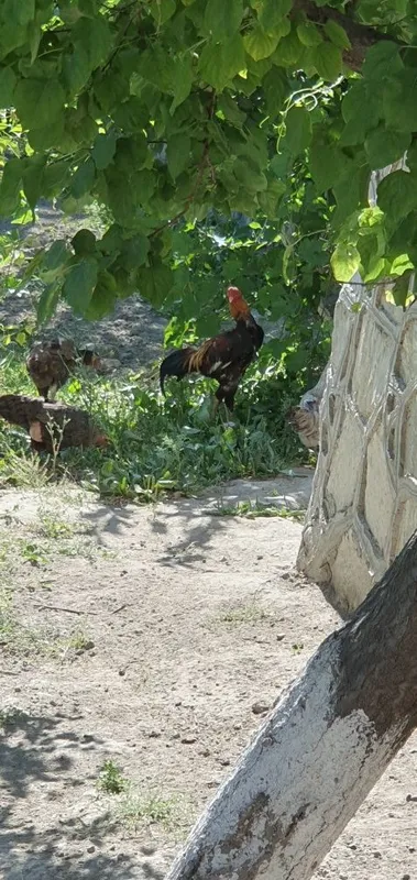 Ассалому алейкум 7