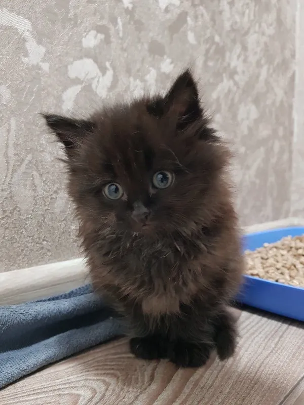 Мейн-кун котик