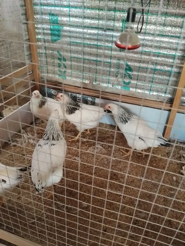 Sotiladi 5 oyli adlerla 2 Sotiladi 5 oyli adlerla 2