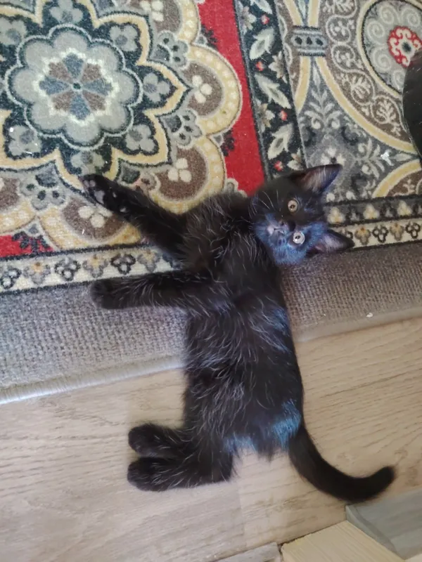 Отдам котят в добрые руки 2 Отдам котят в добрые руки 2